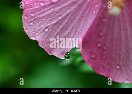 Fleur de Minerva Rose de Sharon commun hibiscus rose althea gouttelettes d'eau après une pluie Banque D'Images