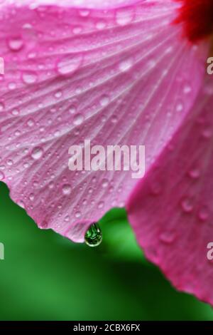 Fleur de Minerva Rose de Sharon commun hibiscus rose althea gouttelettes d'eau après une pluie Banque D'Images