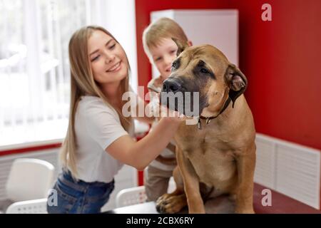 les propriétaires du chien de mastiff l'ont amené au vétérinaire pour un rendez-vous, pour prendre soin de lui, examen médical Banque D'Images