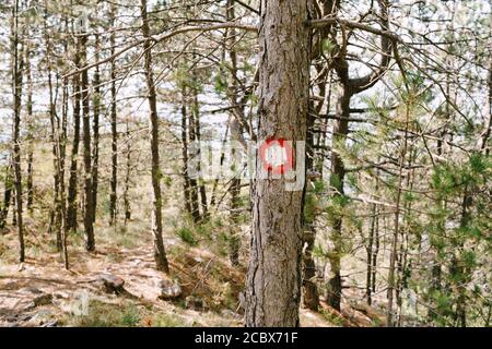 Panneau de randonnée à point rouge sur un arbre. Cercle rouge avec un point blanc. Indications de direction du sentier de randonnée et de sa difficulté. Banque D'Images