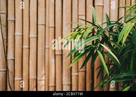 Feuilles de plantes tropicales sur fond de mur de bambou avec espace de copie. Banque D'Images