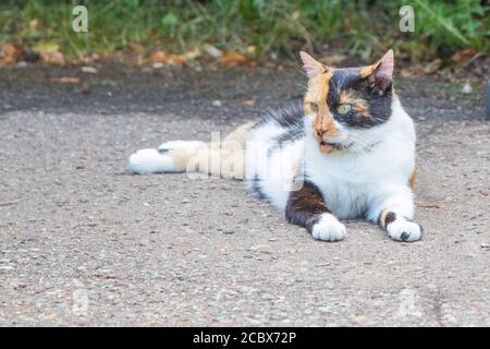 Beau chat tricolore est assis sur la route Backspace Banque D'Images