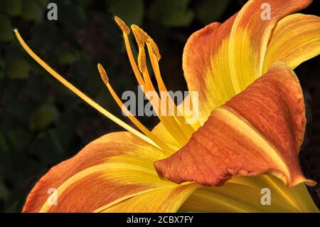 Image macro de fleurs de daylis orange et jaune vives. Parties reproductrices de la fleur clairement illustrées – le pistil long est entouré d'étamines à pollen. Banque D'Images