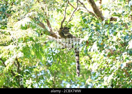 Léopard nuageux (Neofelis nebulosa) reposant dans l'arbre Banque D'Images