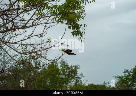 kingfisher bleu isolé en vol près d'un arbre, parc udawalawa, Sri lanka Banque D'Images