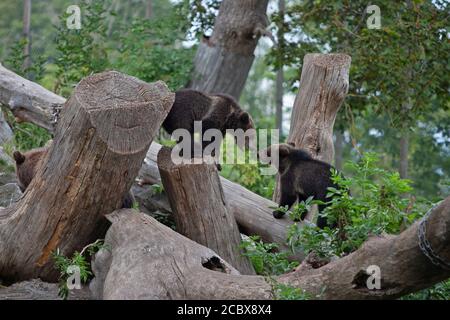 Stockholm, Suède - 12 août 2020 : oursons bruns au musée en plein air Skansen à Stockholm. Cette saison, cinq petits ours sont nés. Banque D'Images