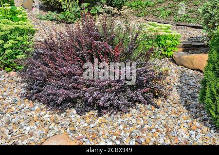 Pigmy bush de Berberis thunbergii atropurpurea, Atropurpurea Nana - plante décorative pour le jardinage et la conception de paysage de pourpre et feuilles rouges et Banque D'Images