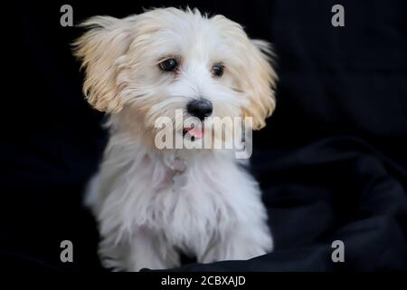 malte terrier posant calmement dans le studio Banque D'Images