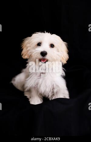 malte terrier posant calmement dans le studio Banque D'Images