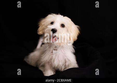 malte terrier posant calmement dans le studio Banque D'Images