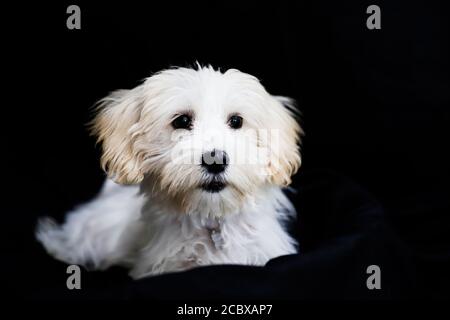 malte terrier posant calmement dans le studio Banque D'Images