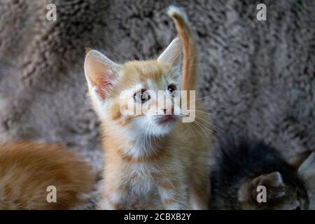 4 chatons attendent leurs propriétaires Banque D'Images