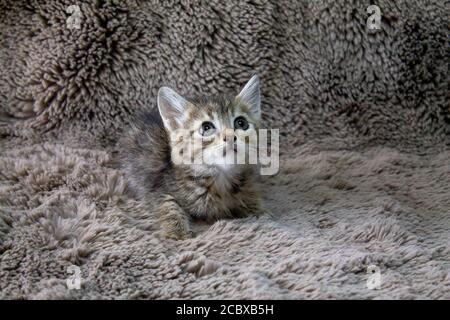 4 chatons attendent leurs propriétaires Banque D'Images