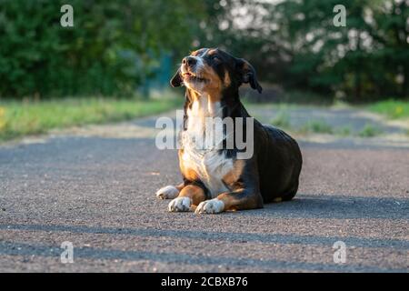 Adorable chien de montagne d'Appenzeller posé à l'extérieur en été Banque D'Images