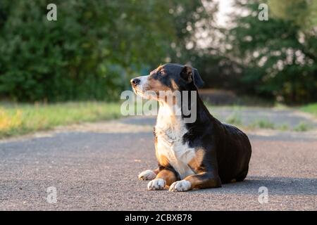 Adorable chien de montagne d'Appenzeller posé à l'extérieur en été Banque D'Images