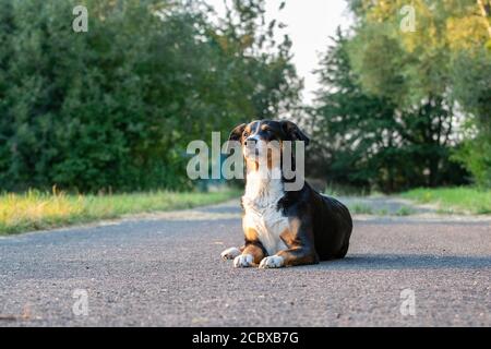 Adorable chien de montagne d'Appenzeller posé à l'extérieur en été Banque D'Images