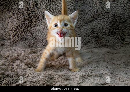 4 chatons attendent leurs propriétaires Banque D'Images