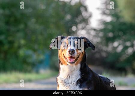 Adorable chien de montagne d'Appenzeller posé à l'extérieur en été Banque D'Images