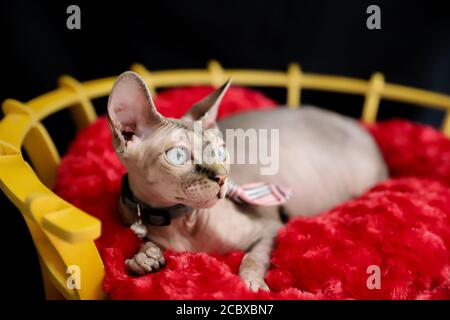 un chat sphinx enceinte posé en studio Banque D'Images