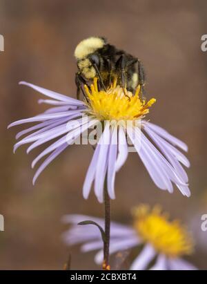 Fourrageant d'abeille Bumble à face jaune (Bombus vosnesenskii) à Douglas Aster, Oregon Banque D'Images