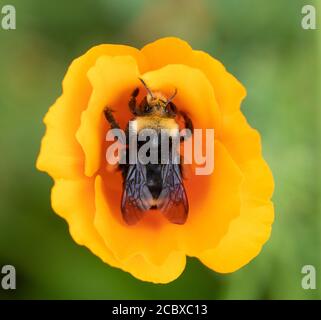 Abeille Bumble à face jaune (Bombus vosnesenskii) Récolte de pollen dans la fleur de pavot de Californie Banque D'Images