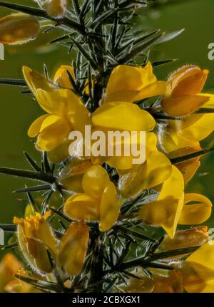 Pic de floraison de Gorse, Ulex europaeus, au début du printemps. Banque D'Images