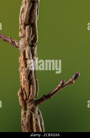 Corky croissances sur la tige de l'Elm anglais, Ulmus procera au début du printemps. Banque D'Images