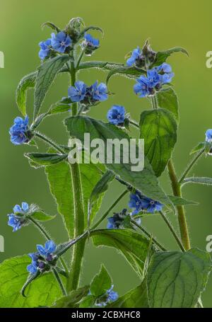 Alcanet vert, Pentaglottis sempervirens, en fleur au printemps, sur le bord de la route. Banque D'Images