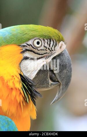 Macaw Banque D'Images