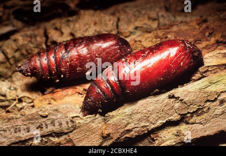 Grande pupa jaune, Noctua pronuba Banque D'Images