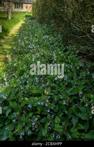 Bordure du Symphytum 'Hidcote Blue' au printemps, dans un jardin de Dorset. Banque D'Images