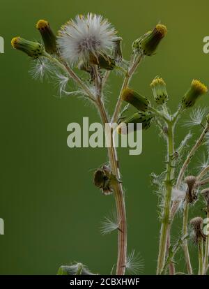 Sel commun, Senecio vulgaris, en fleurs et en fruits. Banque D'Images