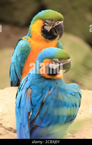 Macaw Banque D'Images