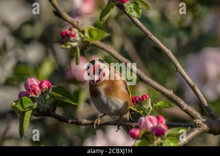 Goldfinch, Carduelis carduelis, perchée au printemps parmi les pommiers. Banque D'Images