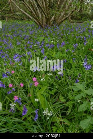 Fleurs des bois de printemps sous le coppice de Hazel, principalement Bluebells, Red Campion et Wild Garlic; Dorset. Banque D'Images