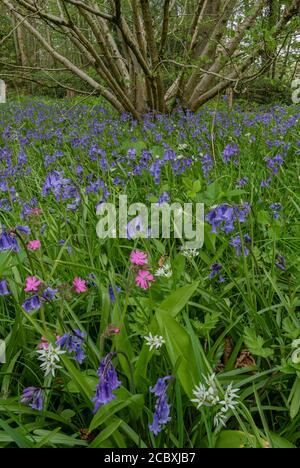 Fleurs des bois de printemps sous le coppice de Hazel, principalement Bluebells, Red Campion et Wild Garlic; Dorset. Banque D'Images