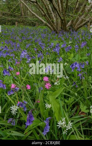 Fleurs des bois de printemps sous le coppice de Hazel, principalement Bluebells, Red Campion et Wild Garlic; Dorset. Banque D'Images