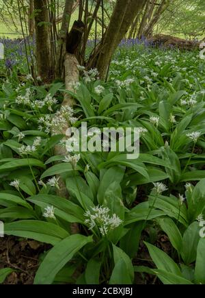 Fleurs des bois de printemps sous le coppice de Hazel, principalement l'ail sauvage et les Bluebells; Dorset. Banque D'Images