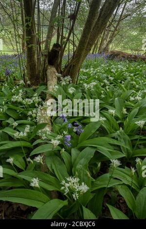 Fleurs des bois de printemps sous le coppice de Hazel, principalement l'ail sauvage et les Bluebells; Dorset. Banque D'Images