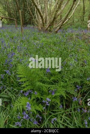 Broad Buckler-Fern, Dryopteris dilatata, croissant parmi les cloches dans les forêts de coppies au printemps, Dorset. Banque D'Images