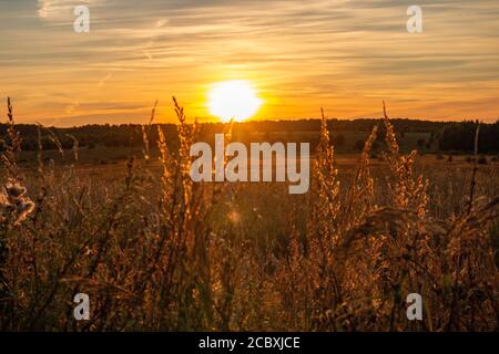 Coucher de soleil dans le champ russe. Herbes Banque D'Images