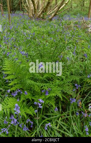 Broad Buckler-Fern, Dryopteris dilatata, croissant parmi les cloches dans les forêts de coppies au printemps, Dorset. Banque D'Images
