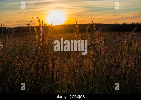 Coucher de soleil dans le champ russe. Herbes Banque D'Images