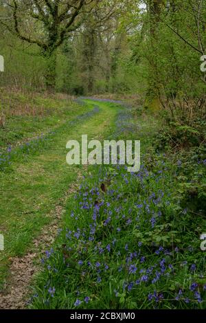 Promenade bordée de Bluebells au printemps à Ashley Wood, East Dorset. Réserve naturelle de DWT. Banque D'Images