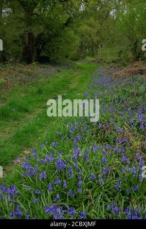 Promenade bordée de Bluebells au printemps à Ashley Wood, East Dorset. Réserve naturelle de DWT. Banque D'Images