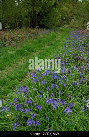 Promenade bordée de Bluebells au printemps à Ashley Wood, East Dorset. Réserve naturelle de DWT. Banque D'Images