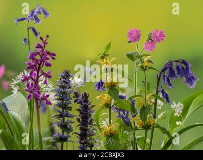 Fleurs printanières dans le défrichement boisé riche en espèces, y compris Bugle, Orchid pourpre précoce, Bluebells, Archange jaune et Campion rouge. Dorset. Banque D'Images