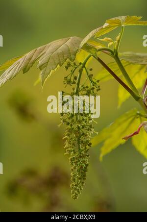 Sycamore, Acer pseudoplatanus, en fleur au printemps. Banque D'Images