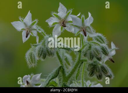Borage blanc, Borago officinalis, en fleur le matin brumeux. Banque D'Images