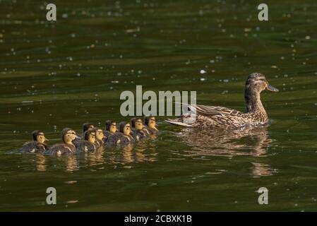 Femelle Mallard, Anas platyrhynchos, avec des conduits nouvellement éclos sur la rivière au printemps. Banque D'Images